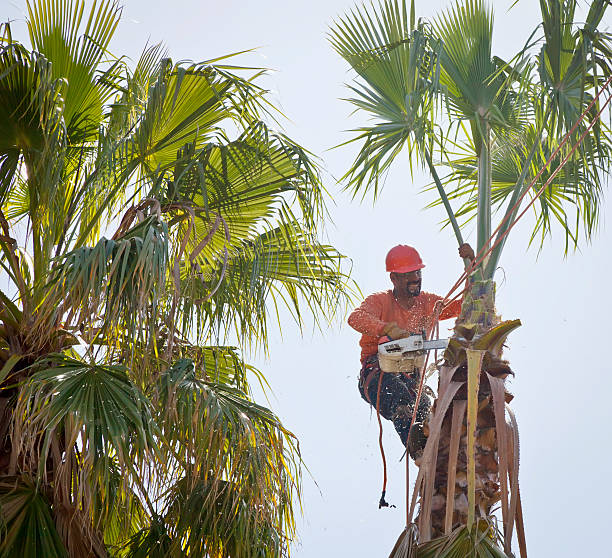 Residential Tree Removal in Camp Pendleton South, CA